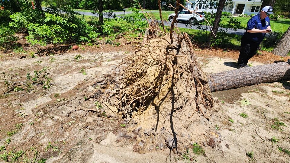 Tree uprooted